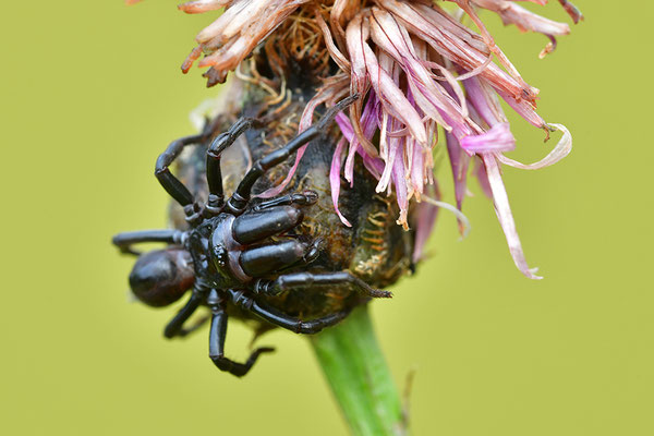 Tapezierspinne Männchen