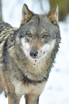 Wolf