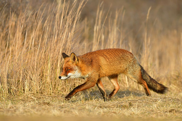 Februar 2019- Fuchs im Abendlicht