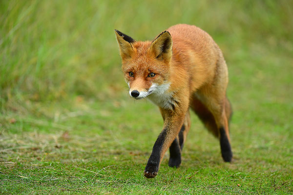 Fuchs