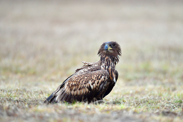 Seeadler