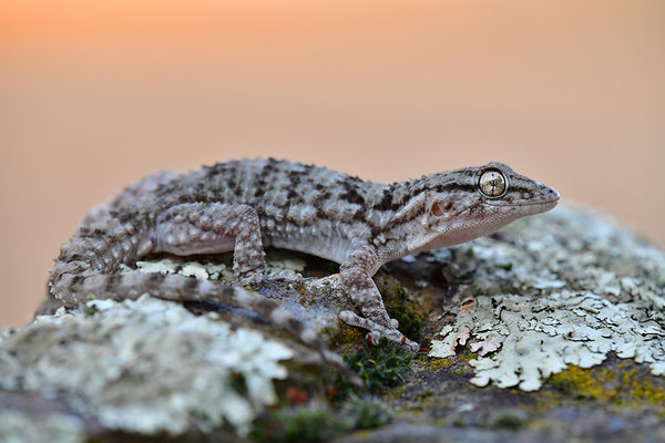 Mauergecko