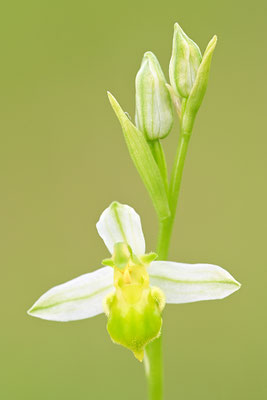 Gelbe Bienenragwurz flavescens