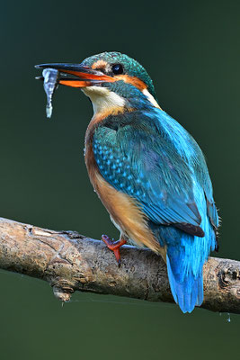 Eisvogel