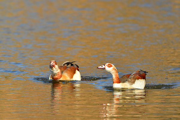 Nilgänse
