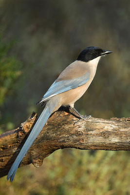 Blauelster
