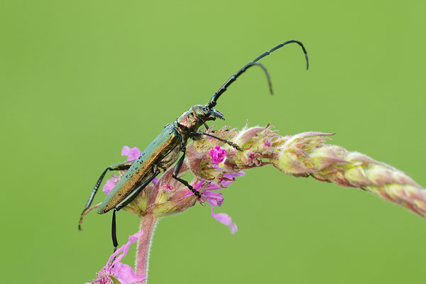 Moschusbock