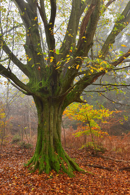 Urwald Sababurg