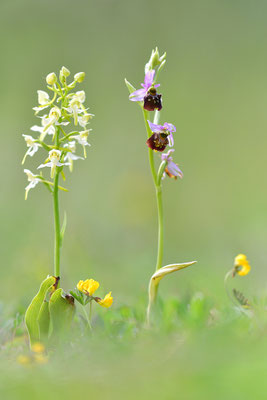 Hummelragwurz mit Waldhyazinthe