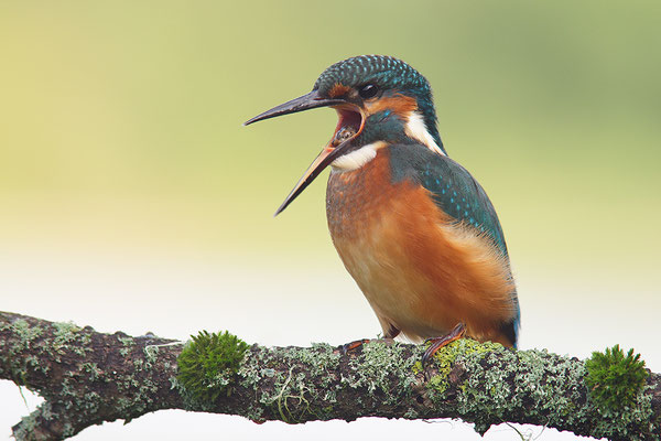 Eisvogel mit Speiballen