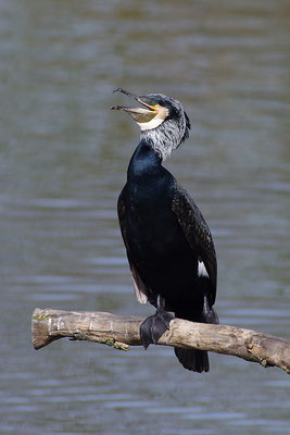 Kormoran