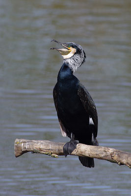 Kormoran