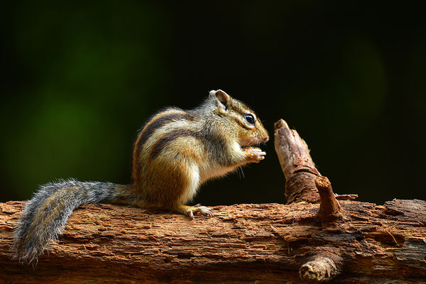 Sibirisches Streifenhörnchen