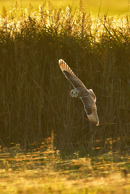 Sumpfohreule im Flug