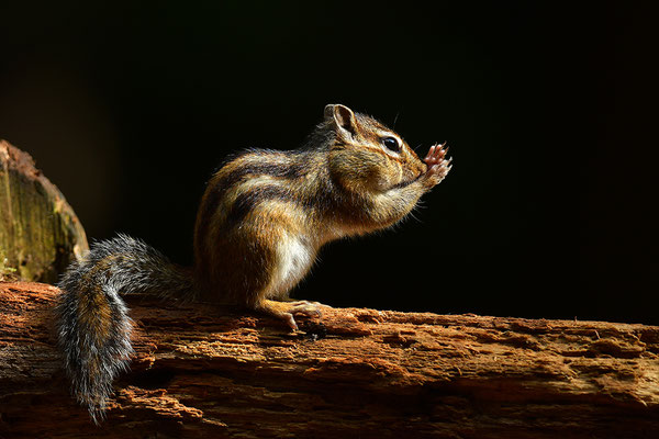 Sibirisches Streifenhörnchen