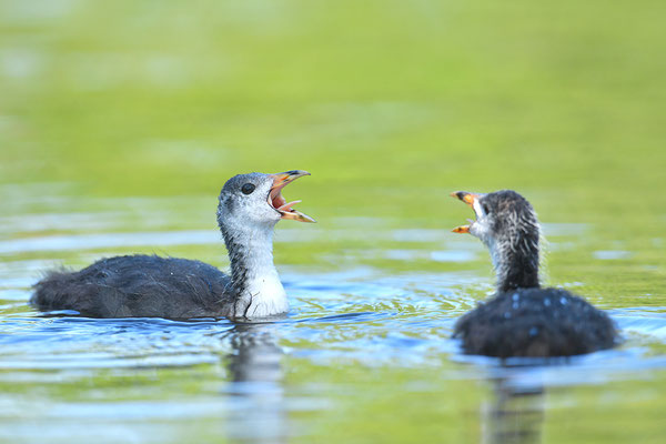 Blässralle Jungvögel