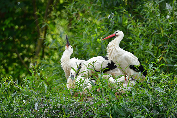 Weißstorch Jungvögel am Nest