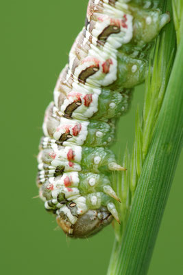 Kamillenmönch Raupe