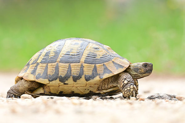 Griechische Landschildkröte