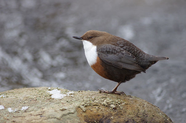 Wasseramsel
