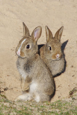 Kaninchen