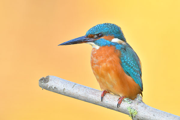 Eisvogel