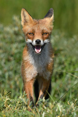 Fuchs