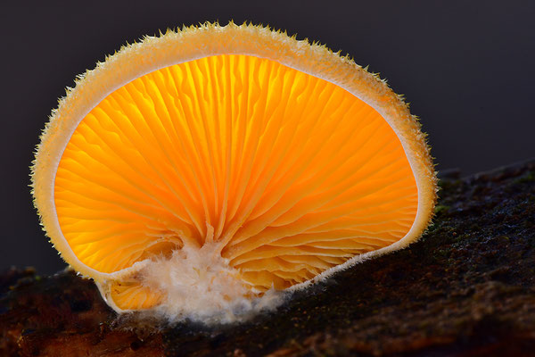 Orangeseitling
