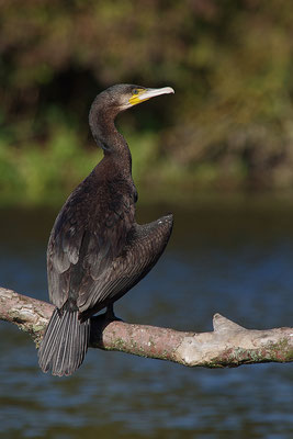 Kormoran