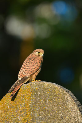 Turmfalke mit erbeutetem Feldhamster