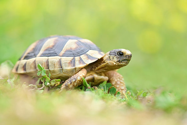 Breitrandschildkröte Jungtier