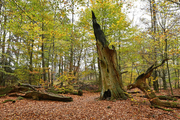 Urwald Sababurg