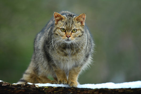 Wildkatze