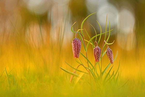 Schachbrettblume