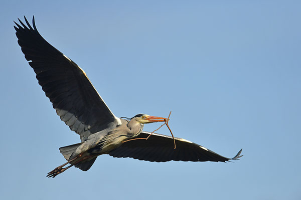 Graureiher im Flug