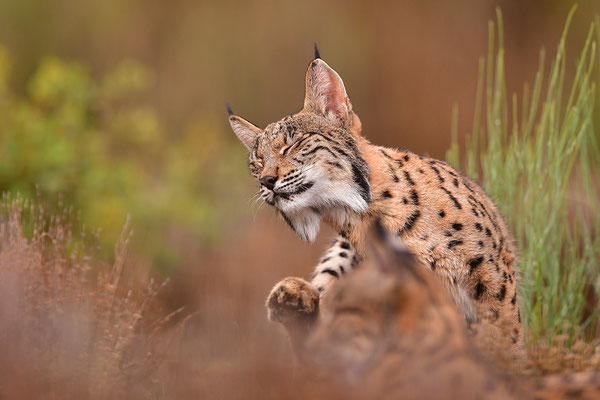Pardelluchs