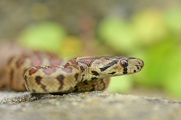 Leopardnatter