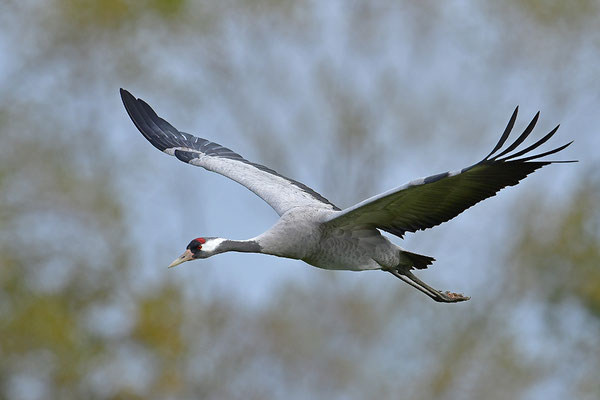 Kranich im Flug