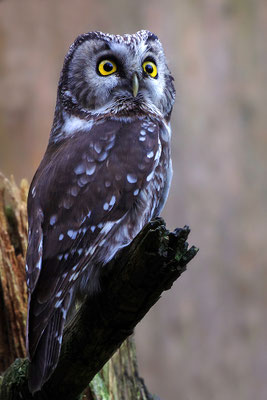 Raufußkauz, Nationalpark Bayrischer Wald Tierfreigelände Neuschönau