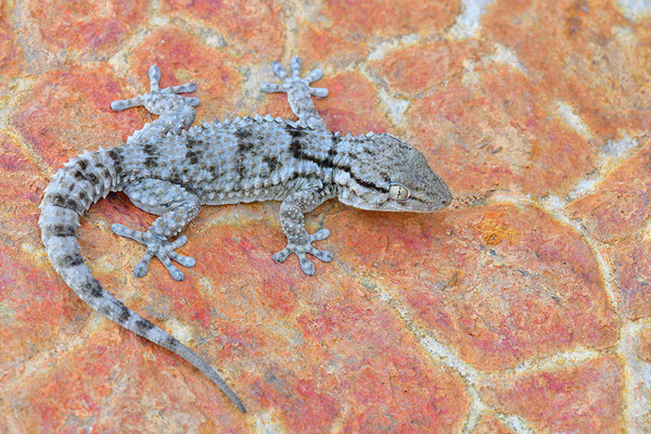 Mauergecko