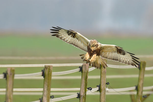 Rauhfußbussard