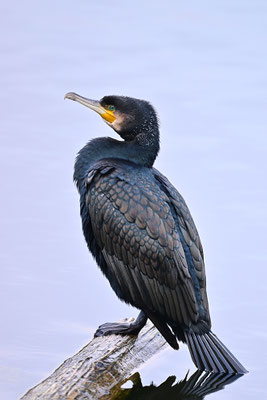 Kormoran