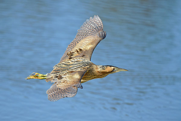 Rohrdommel im Flug