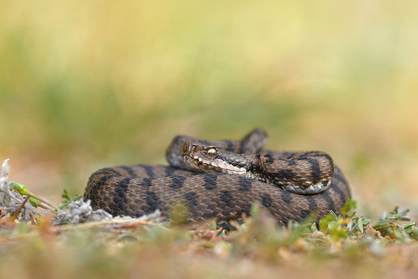 Aspisviper