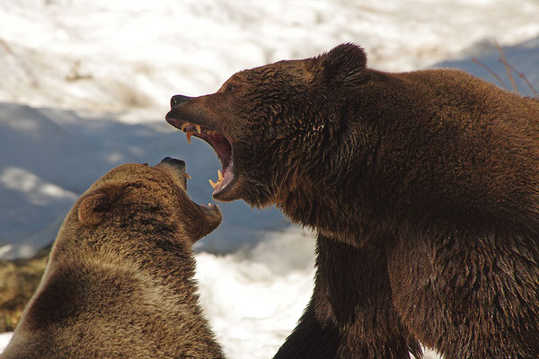 Braunbär Paar, Nationalpark Bayrischer Wald Tierfreigelände Neuschönau