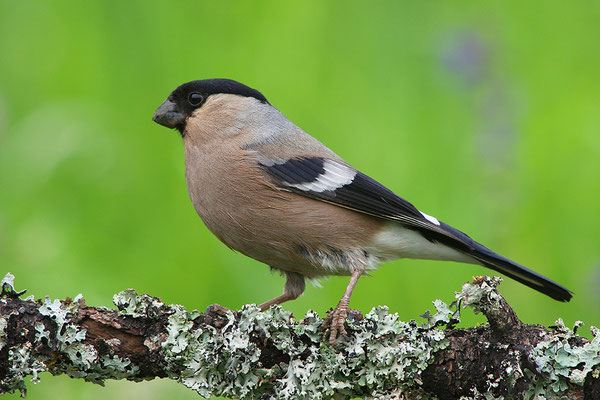 Dompfaff Weibchen
