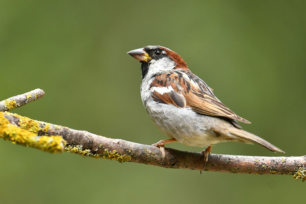 Haussperling Männchen