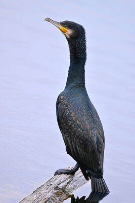 Kormoran