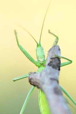 Große Sägeschrecke