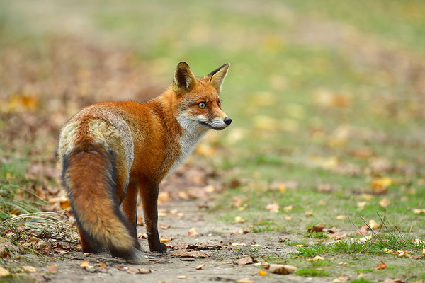 Fuchs